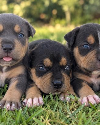 Pitbull cuccioli Tricolor con gli occhi BLU