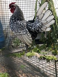 Galline ornamentali