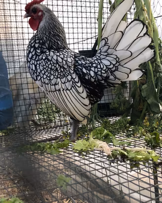 Galline ornamentali