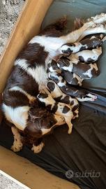 Animali