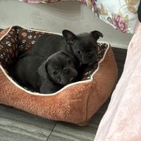 Bulldog francese