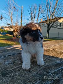 Cuccioli di Pastore Australiano