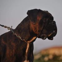 Boxer tigrato per monta