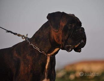 Boxer tigrato per monta