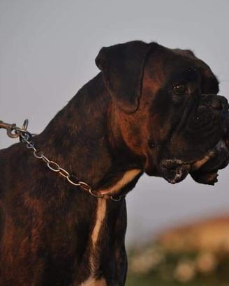 Boxer tigrato per monta
