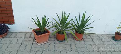 piante varie scorrere annuncio