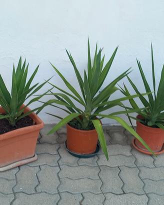piante varie scorrere annuncio
