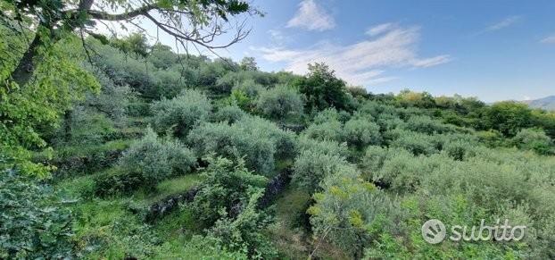 Terreno 7.000 mq e rustico a pidimonte etneo