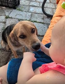 Un amore di cagnolina