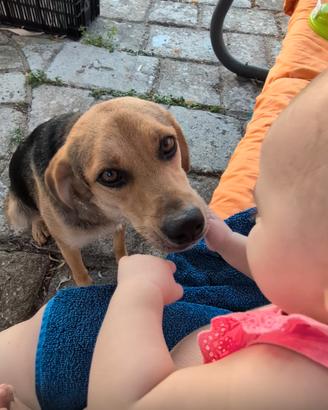 Un amore di cagnolina