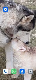Cuccioli husky