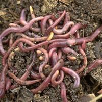 Lombrico rosso californiano