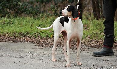 Arigeois pronta caccia 