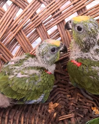 Pappagalli Amazzone DA IMBECCO