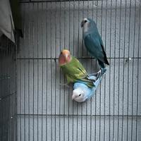 Inseparabili