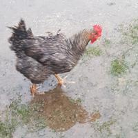 Gallina Amrock
