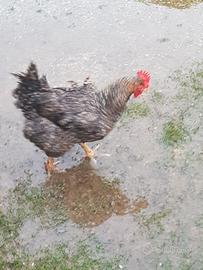 Gallina Amrock