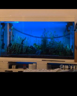 Acquario dolce, completo