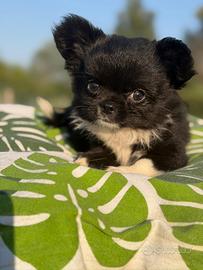Chihuahua maschio a pelo lungo con pedigree