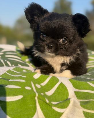 Chihuahua maschio a pelo lungo con pedigree