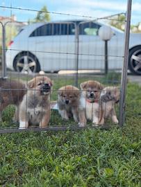 Cuccioli Akita Inu
