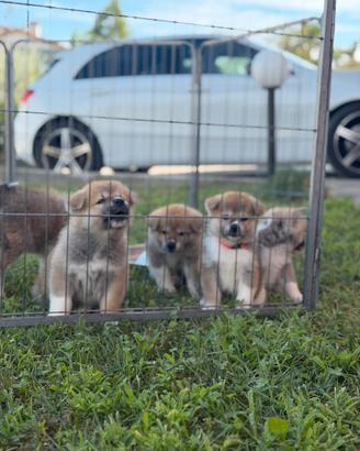 Cuccioli Akita Inu