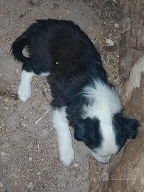 Cuccioli di Border Collie