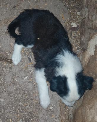 Cuccioli di Border Collie