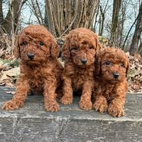 Barboni (barboncini) rosso fulvi con pedigree ENCI