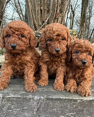 Barboni (barboncini) rosso fulvi con pedigree ENCI