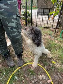 Lagotto