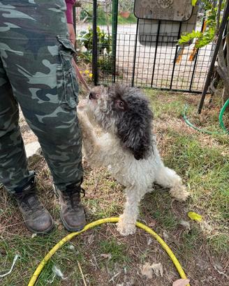 Lagotto