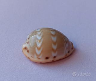 Conchiglia di Palmadusta ziczac