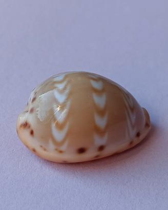 Conchiglia di Palmadusta ziczac