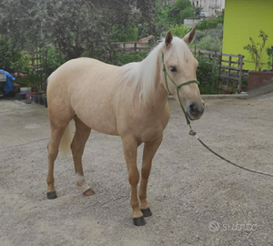 Puledra quarter palomina