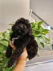 Cucciola di barboncino Toy nera