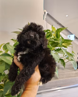 Cucciola di barboncino Toy nera