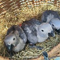 Pappagalli Cenerino DA IMBECCO