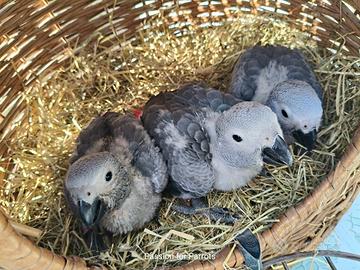 Pappagalli Cenerino DA IMBECCO