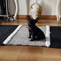 Cucciolo di Bulldog Francese esotico