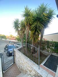 Yucca gigantea