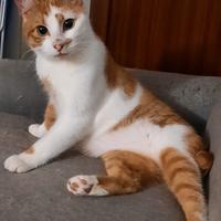 Mirtillo micio di 4 anni