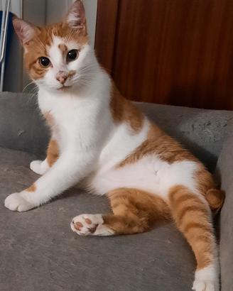 Mirtillo micio di 4 anni