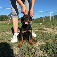 Cuccioli rottweiler con pedigree