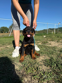 Cuccioli rottweiler con pedigree