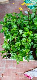 200 piante peperoncino piccante 