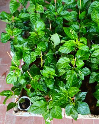 +  200 piante peperoncino piccante 