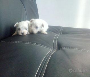 Maltipoo dolcezza infinita