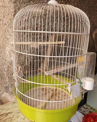 gabbia con cocorita