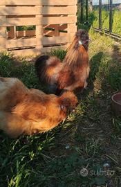 Gallo moroseta